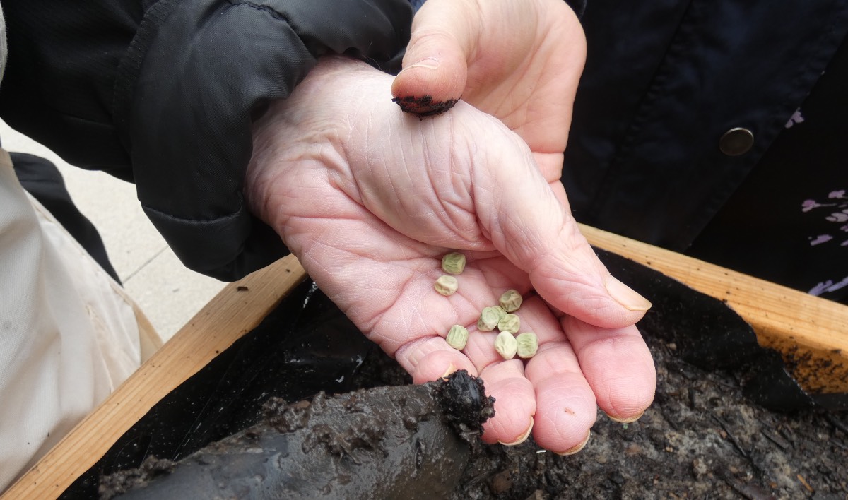 Hand holding seeds